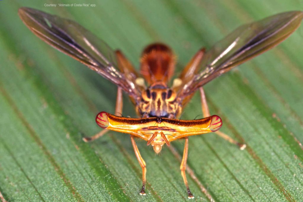 Animals of Costa Rica App. Striking biodiversity at hand. 🐞🐢🦟 - Pura ...