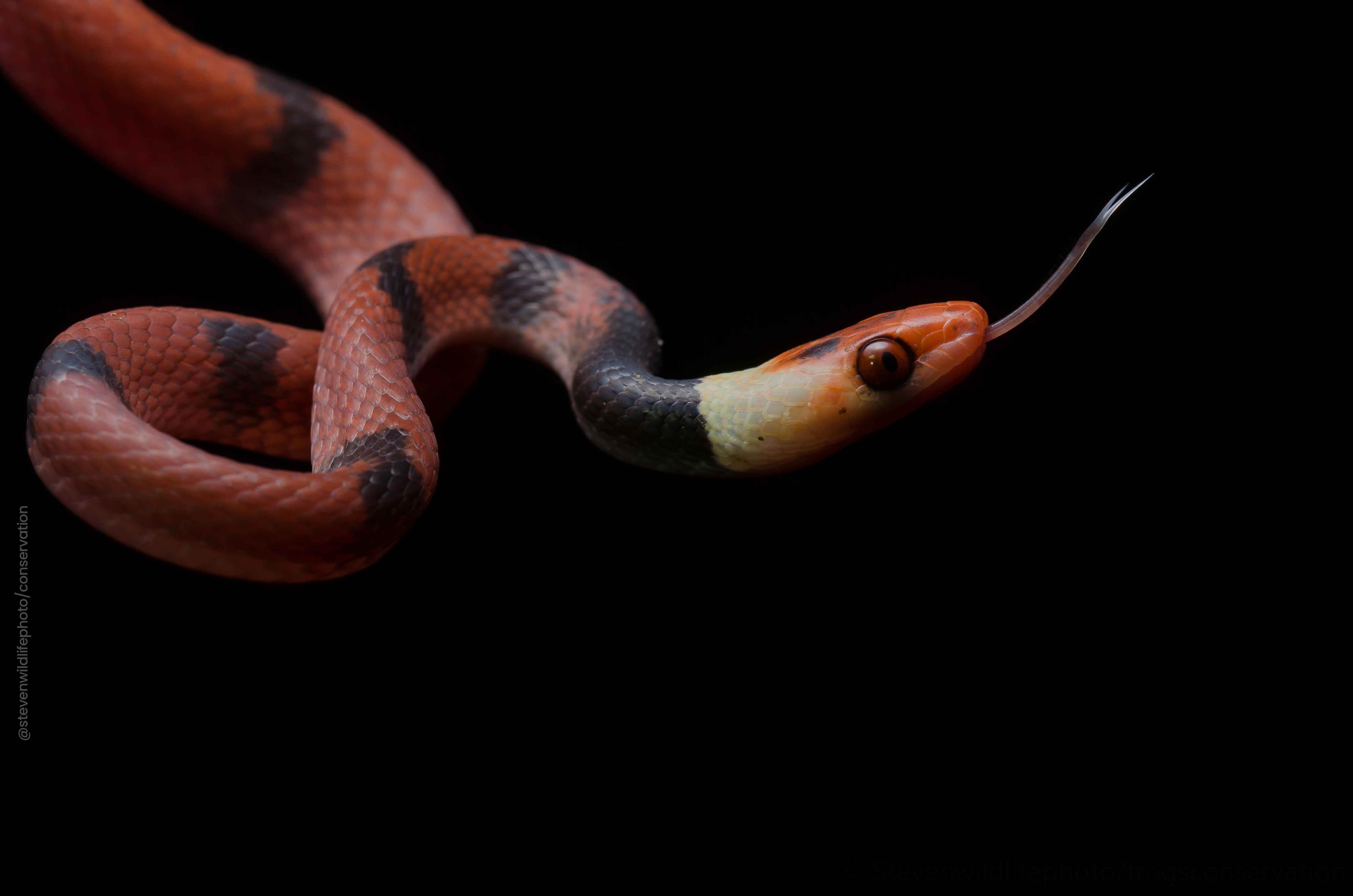 red-eye-tree-snake-photo