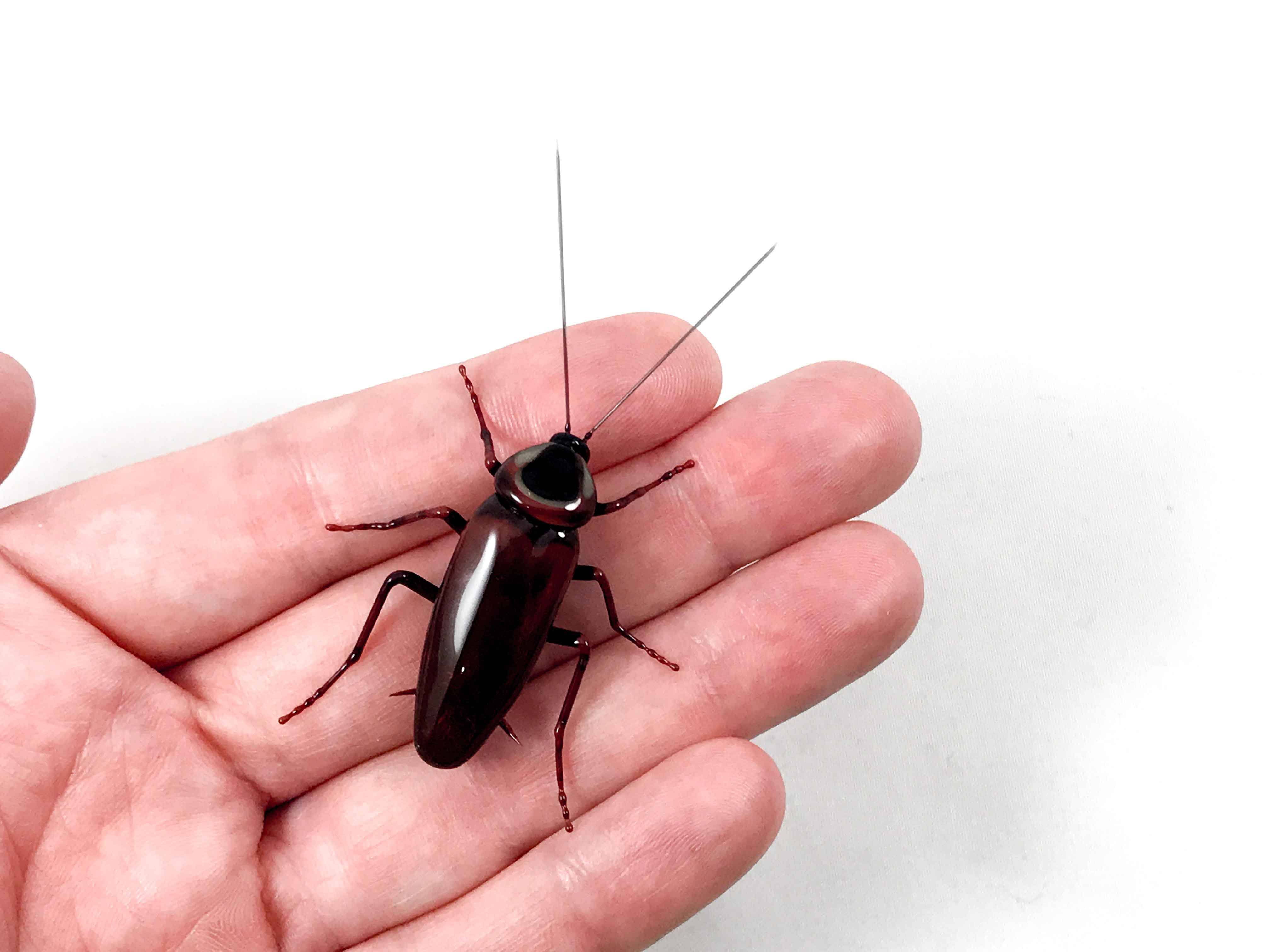 Glass cockroach on hand